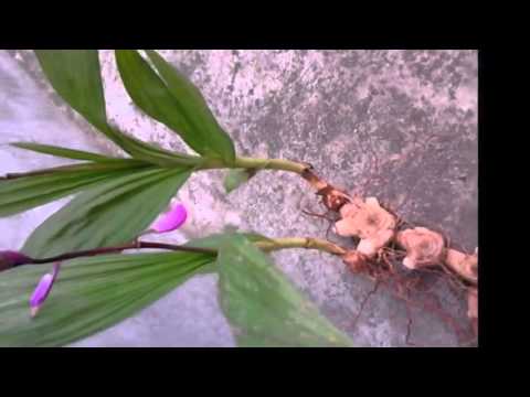 白芨粉价格, 白芨的功效与作用, 白芨粉的功效与作用