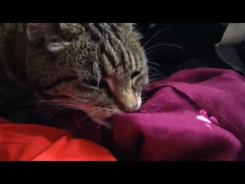 Episode 09 - Kitty Chews Blanket - HD
