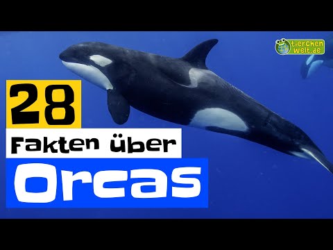 28 Steckbrief-Fakten über Orcas - Doku-Wissen über Tiere - für Kinder