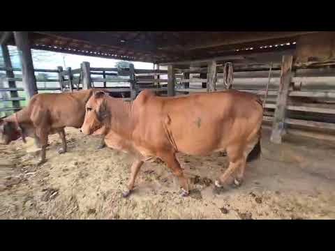  10 Vacas da Raça Sindi: 7.000 reais cada em Planaltino/ Bahia. Tendo 4 REG. PA. ZAP 84 99810 2784.