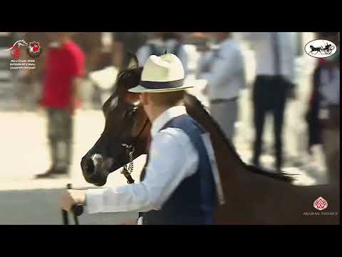 N 171 AL ARYAM HASHEEM   Abu Dhabi International Arabian Horse Championship 2021   Yearling Colts Cl