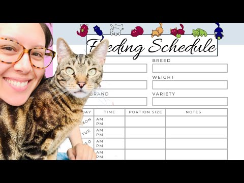 Here's a perfect cat feeding schedule