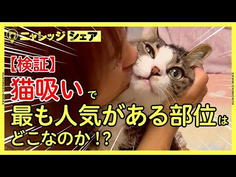 【検証】猫吸いで最も人気がある部位はどこなのか！？