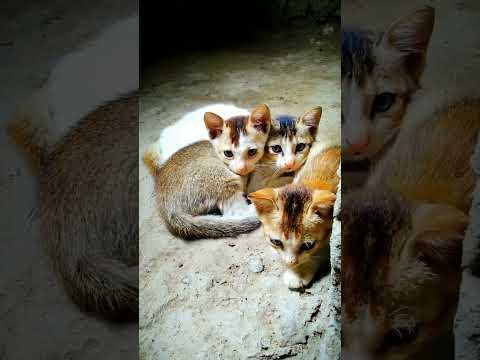 little kitten #animals #village #cute #little #shorts #enjoy #cat