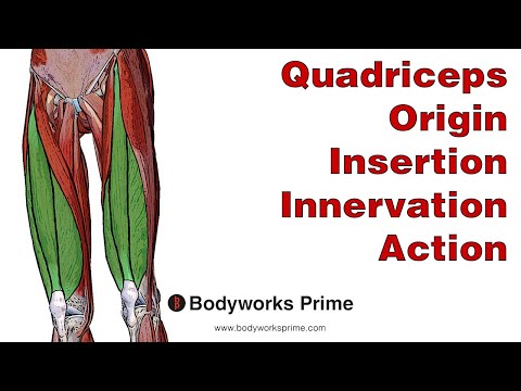 Quadriceps Anatomy: Origin, Insertion, Innervation & Action
