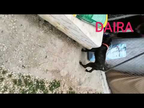 DAIRA EN RESISTENCIA