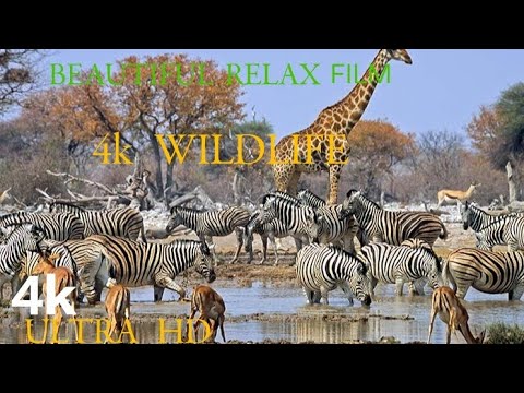 4K Wildlife of Kwazulu-Natal, South Africa - Wild Animals of Africa with beautiful.