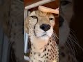 Massage for cheetah