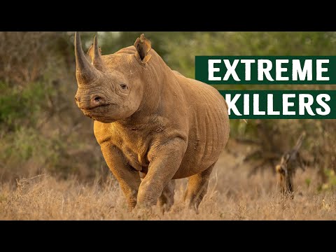 Deadly Apex Stand Off: Tiger Comes Face To Face with A Rhino
