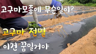 5월초 심은 고구마모종에 무슨 일이 ? 전멸 이건 꿈일거야 ~