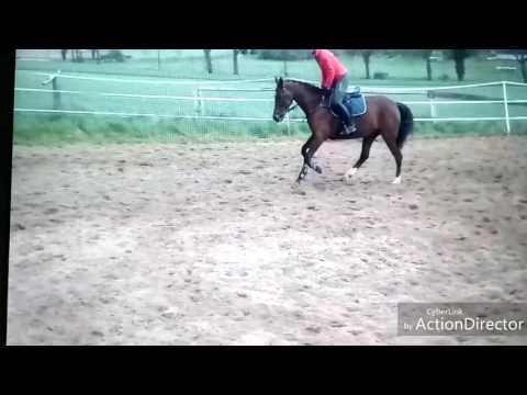 Concordia Z 6j Stute v. Concord Z (Casall) - Lupicor