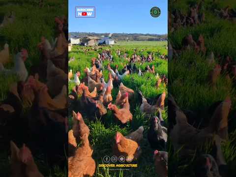Amazing Free-Range Chicken Farm