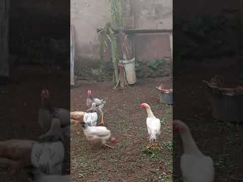 Galinha que anda de ré tem em ladainha Minas Gerais
