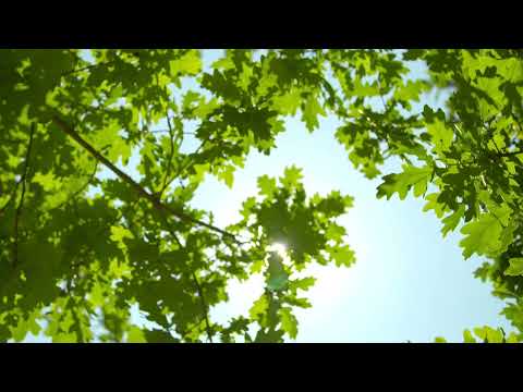 Back To Nature🌳🌿