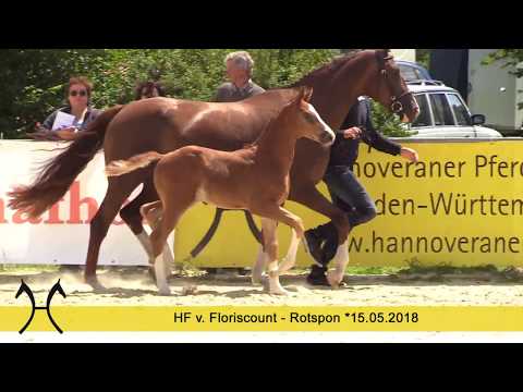 17 Floris, Stute, *15.05.2018 v. Floriscount – Rotspon
