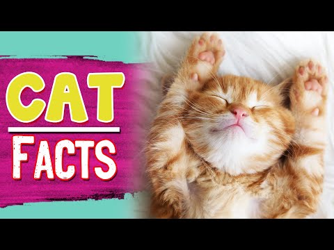 How Fast Is a Cat?🐈 - Cat Facts