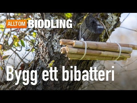 Bygg ett bibatteri - Pollinering