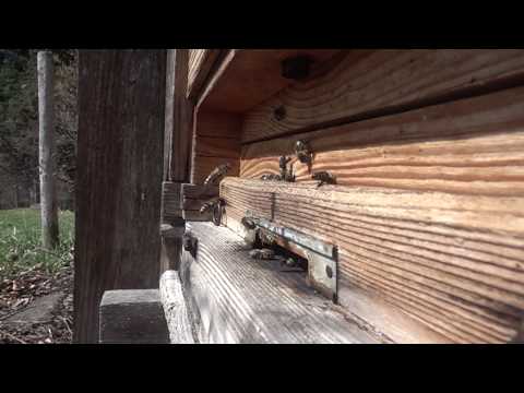 Bienenstock 250 fache Zeitlupe 2