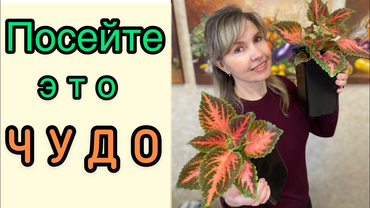 Восхитительные Колеусы - посев самого популярного многолетника