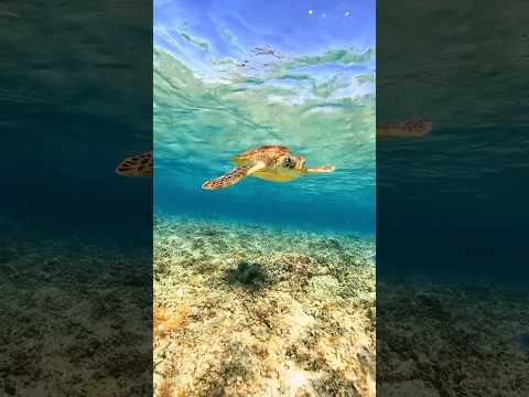 Oceano vibrante revela sua beleza com &aacute;guas cristalinas, cardumes de peixes coloridos e corais
