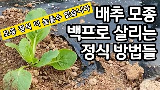 배추 모종 백프로 살리는 정식 방법 - 종이컵과 부직포 활용