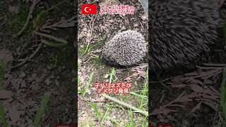野生の子ハリネズミがかわいすぎる! #トルコ #shorts #海外在住 #海外生活 #ハリネズミ #野生動物