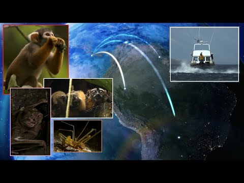 Amazon Flooded Forests + 大自然的夜间世界