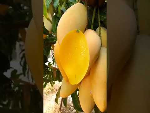 MANGO 🥭|Kcz World|#shortvideo