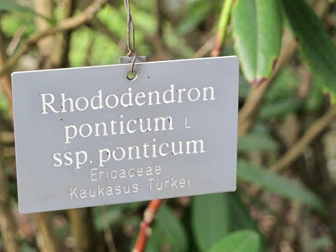 Rhododendron ponticum, Pontischer Rohdodendron und Toll-Honig