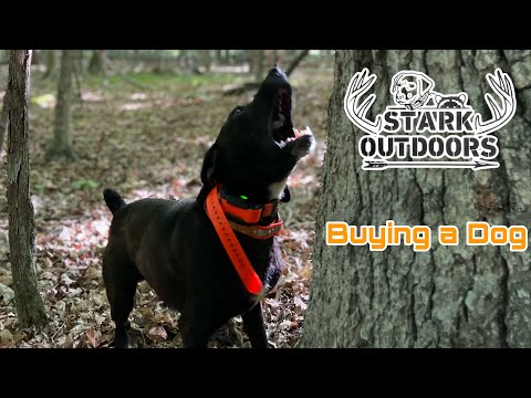 Squirrel Hunting with Mountain Cur, The Pup No One Wanted.