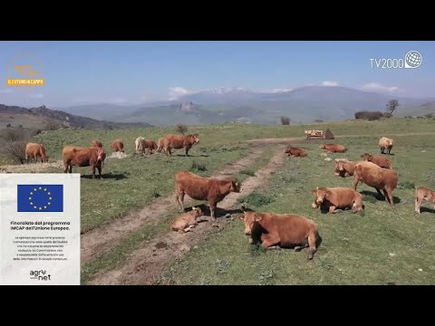 , title : 'Agrinet - L’allevamento sostenibile della carne bovina tra i pascoli incontaminati delle Madonie'