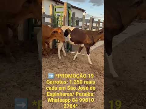 19 Garrotas: 1.250 reais cada em São José de Espinharas/ Paraíba.Whatsapp 84 99810 2784 #gado #agro