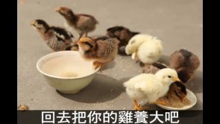 女王頻道_好好把你的雞養大