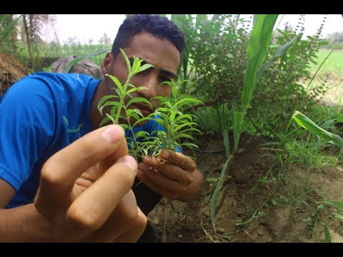 download lagu mp3 mp4 شجرة المليسا, download lagu شجرة المليسا gratis, unduh video klip Download شجرة المليسا Mp3 dan Mp4 Free All Gratis