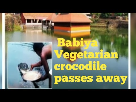 Babiya, the 75-year-old vegetarian crocodile that passed away on Sunday.