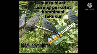 Download lagu suara pikat burung perkutut kombinasi tekukur #perkutut #tekukur #suarapikat mp3