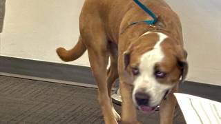 Napa pet of the week - Phoebe