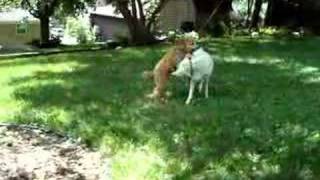 Bob and Lola play tag