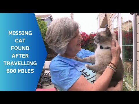 Missing Cat In Yellowstone