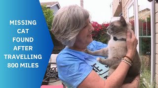 Lost Cat in Yellowstone Found 800 Miles Away!