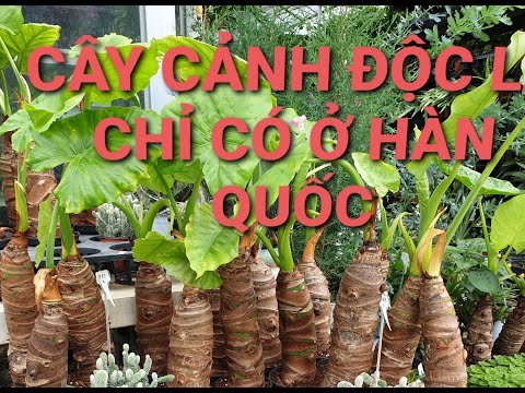 Cây Cảnh Độc Lạ Bên Hàn Quốc || Cuộc sống Bên đất Hàn