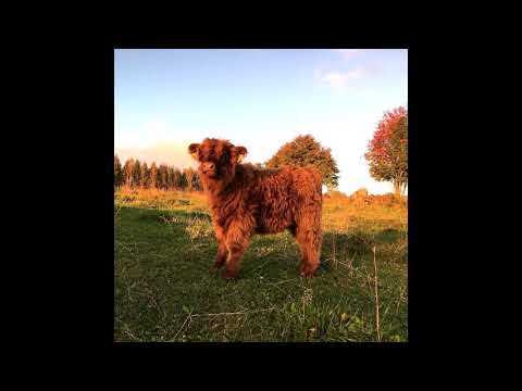 [FREE FOR PROFIT] Glaive x Ericdoa x Brakence Hyperpop Type Beat - "home"