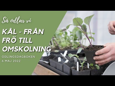 Så odlar vi kål, odlingstips & omskolning.  Odlingsdagboken 6 Maj 2022
