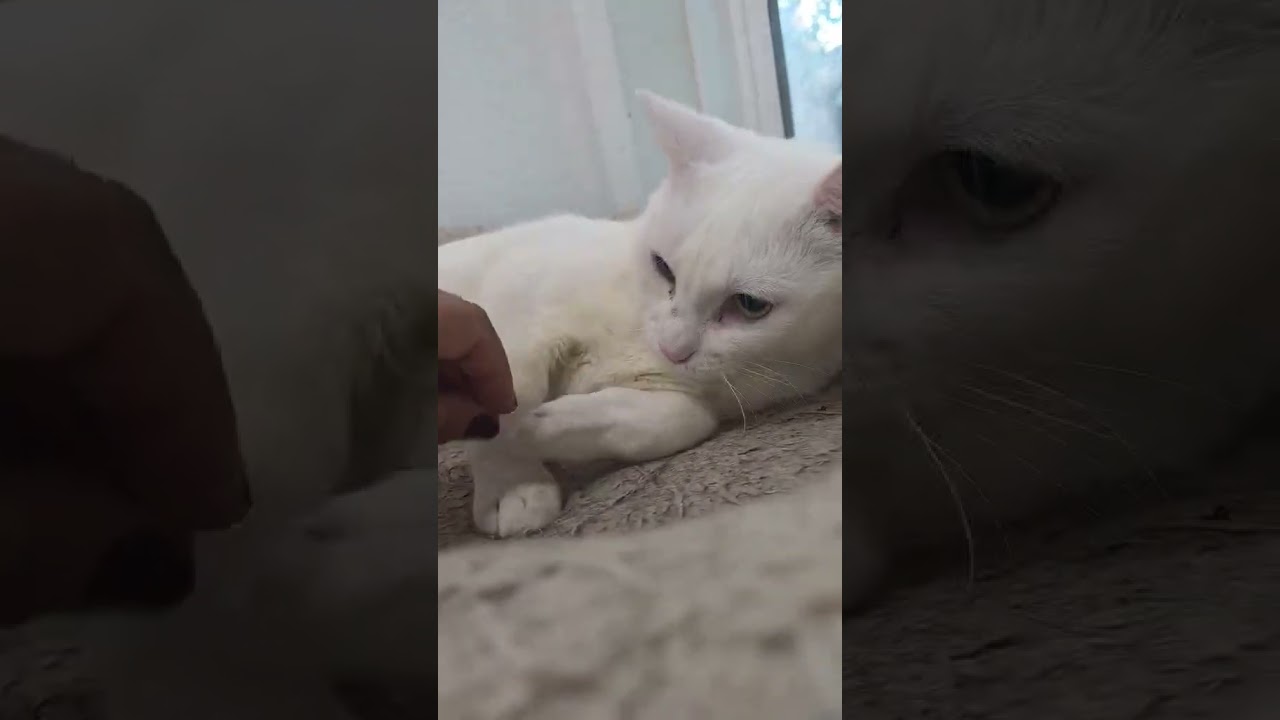 Enlarge Pearl, a Adoptable mixed breed in Nashua, NH video 6/6