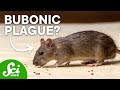 6 Deadly Diseases In Your Backyard