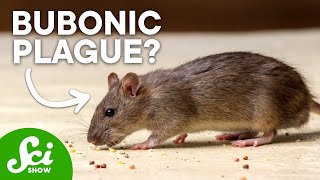 6 Dangerous Diseases Hiding in U.S. Backyards