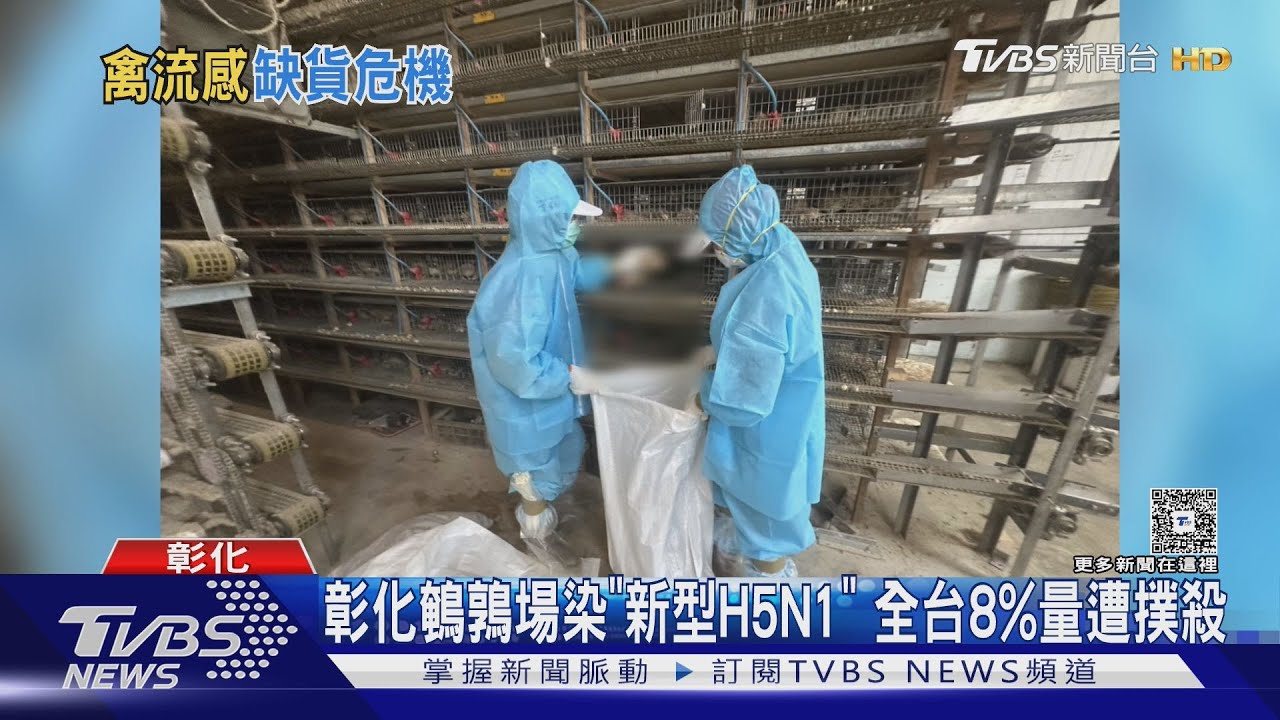 彰化鵪鶉場連環感染「新型H5N1」 全台8%存量遭殺光