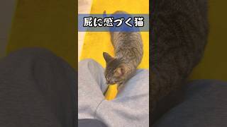 名探偵もぐ🐾#猫 #cat #猫のいる暮らし #子ネコ #kitten #元気になる動画 #癒し