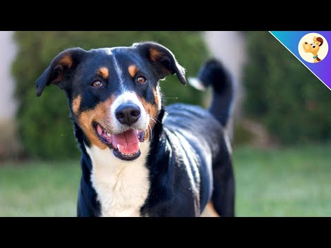 Appenzeller Sennenhund ▶︎ Character, Attitude & Care | Breed Portrait ✅