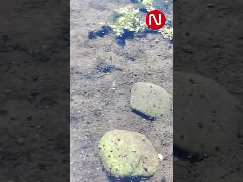 🐟 Señal positiva en el río #Copiapó #medioambiente  #atacama